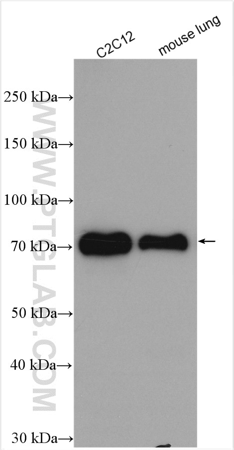 Western Blot (WB) analysis of various lysates using FOXO6 Polyclonal antibody (19122-1-AP)