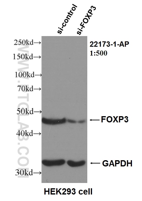 Western Blot (WB) analysis of HEK-293 cells using FOXP3 Polyclonal antibody (22173-1-AP)