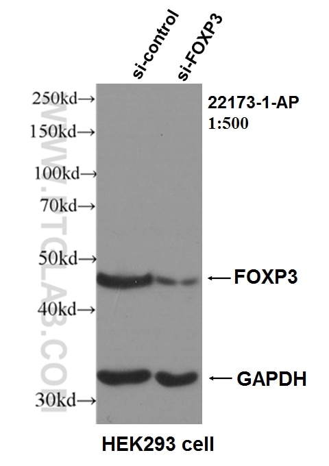 WB analysis of HEK-293 using 22173-1-AP