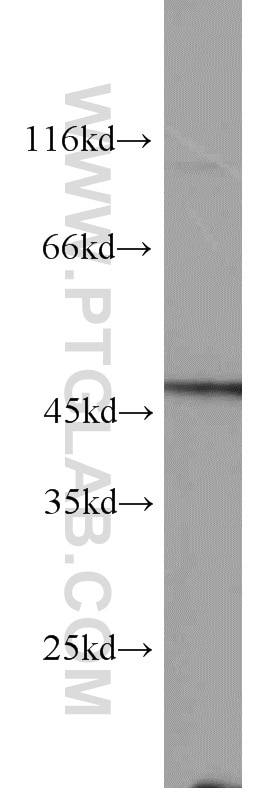 Western Blot (WB) analysis of RAW264.7 using FOXP3 Polyclonal antibody (22173-1-AP)