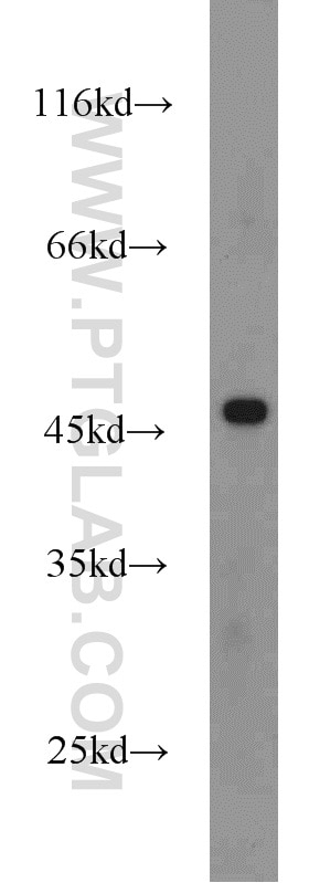 Western Blot (WB) analysis of HEK-293 cells using FOXP3 Polyclonal antibody (22173-1-AP)