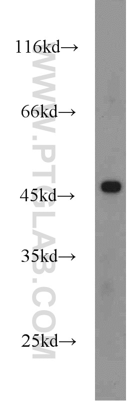 WB analysis of HEK-293 using 22173-1-AP