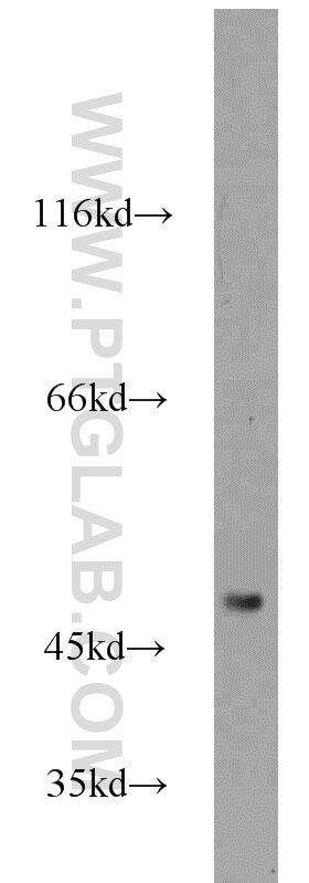 Western Blot (WB) analysis of RAW264.7 using FOXP3 Polyclonal antibody (22173-1-AP)