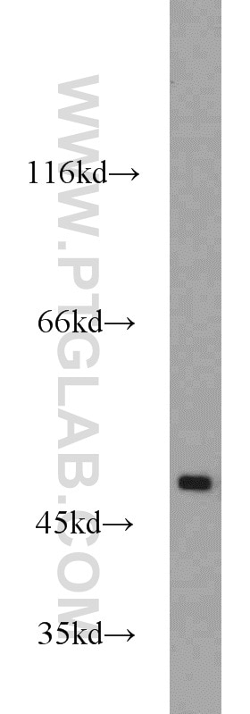 Western Blot (WB) analysis of RAW264.7 using FOXP3 Polyclonal antibody (22173-1-AP)