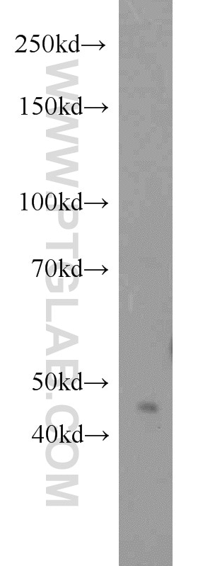 Western Blot (WB) analysis of HeLa cells using FOXP3 Polyclonal antibody (22173-1-AP)