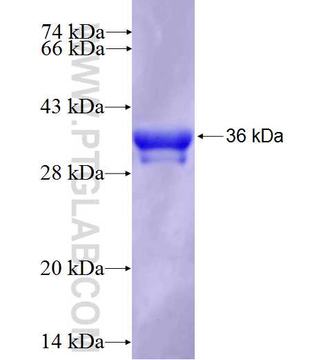 FOXP3 fusion protein Ag23085 SDS-PAGE