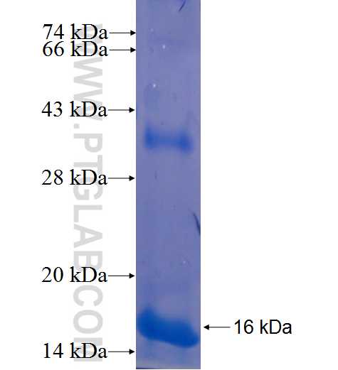 FOXP3 fusion protein Ag23089 SDS-PAGE