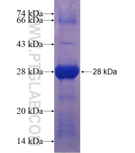 FOXP3 fusion protein Ag17827 SDS-PAGE
