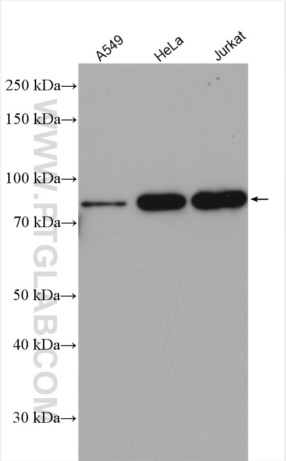 Western Blot (WB) analysis of various lysates using FOXP4 Polyclonal antibody (16772-1-AP)