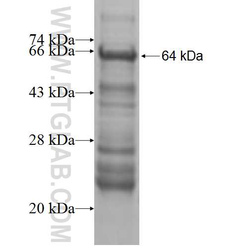 FOXP4 fusion protein Ag10034 SDS-PAGE