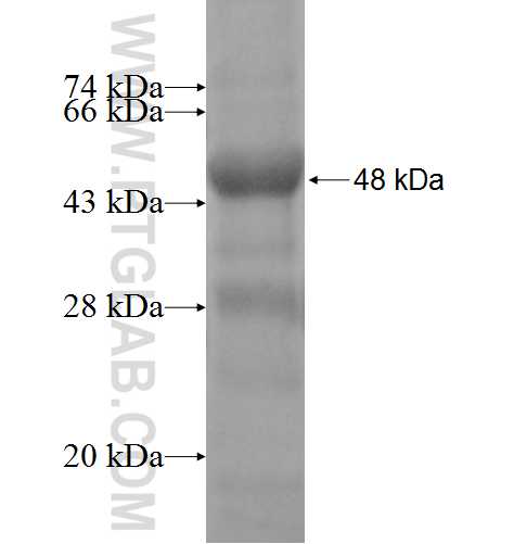 FOXP4 fusion protein Ag10047 SDS-PAGE