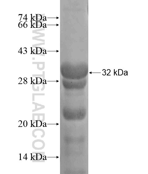FOXQ1 fusion protein Ag20545 SDS-PAGE