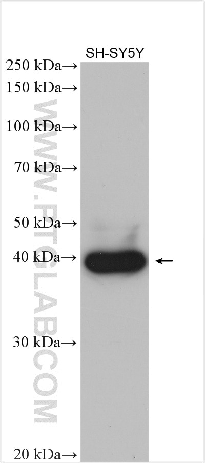 Western Blot (WB) analysis of SH-SY5Y cells using FOXR2 Polyclonal antibody (14111-1-AP)