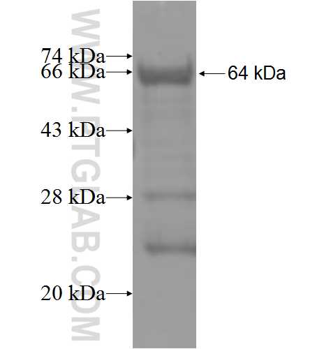 FOXR2 fusion protein Ag5257 SDS-PAGE