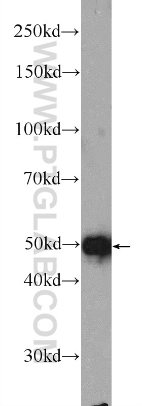 Western Blot (WB) analysis of HeLa cells using FOXRED1 Polyclonal antibody (24595-1-AP)