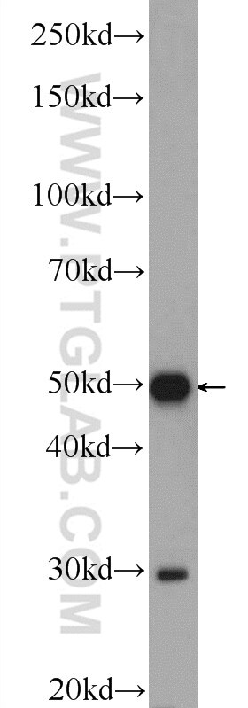 Western Blot (WB) analysis of HepG2 cells using FOXRED1 Polyclonal antibody (24595-1-AP)