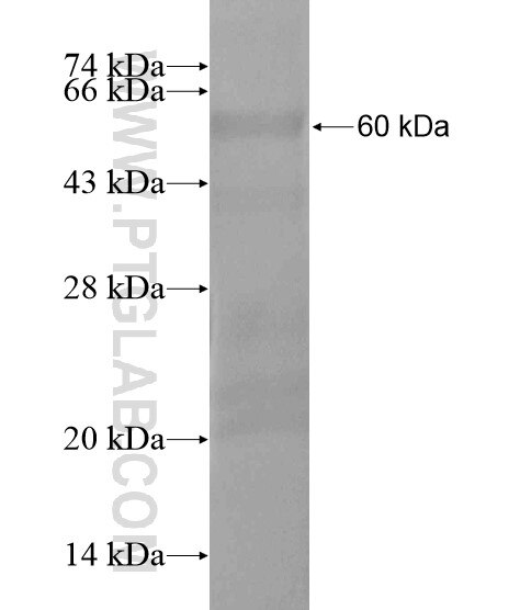 FOXRED1 fusion protein Ag20075 SDS-PAGE