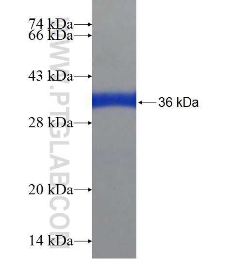 FOXRED1 fusion protein Ag20138 SDS-PAGE