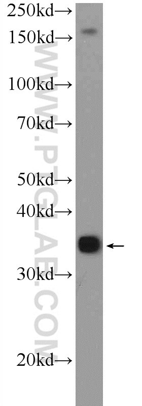 Western Blot (WB) analysis of mouse liver tissue using FOXS1 Polyclonal antibody (16234-1-AP)