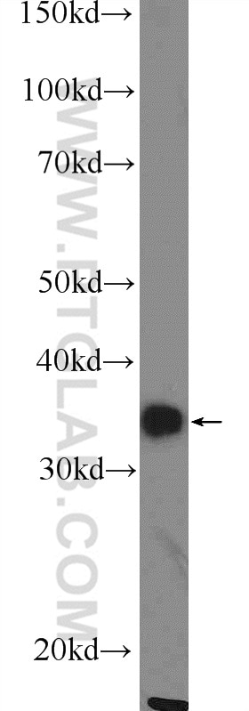 Western Blot (WB) analysis of mouse liver tissue using FOXS1 Polyclonal antibody (16234-1-AP)