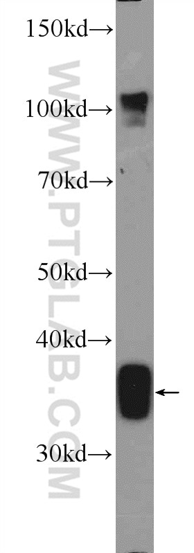 Western Blot (WB) analysis of rat liver tissue using FOXS1 Polyclonal antibody (16234-1-AP)