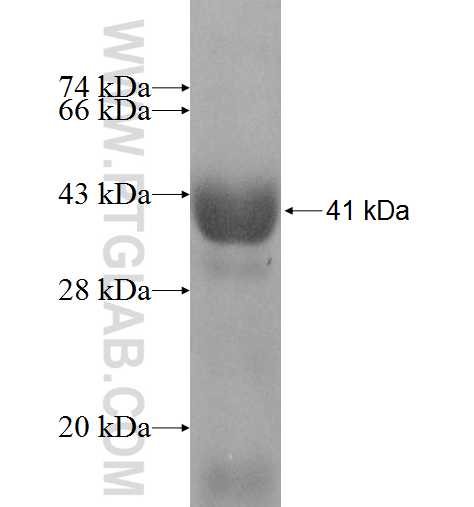FOXS1 fusion protein Ag8957 SDS-PAGE
