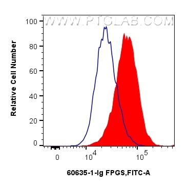 FC experiment of HeLa using 60635-1-Ig Flow cytometry (FC) experiment of HeLa cells using FPGS Monoclonal antibody (60635-1-Ig)