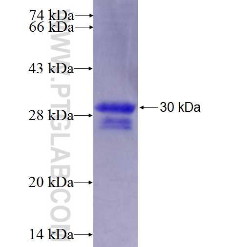 FPGS fusion protein Ag24775 SDS-PAGE
