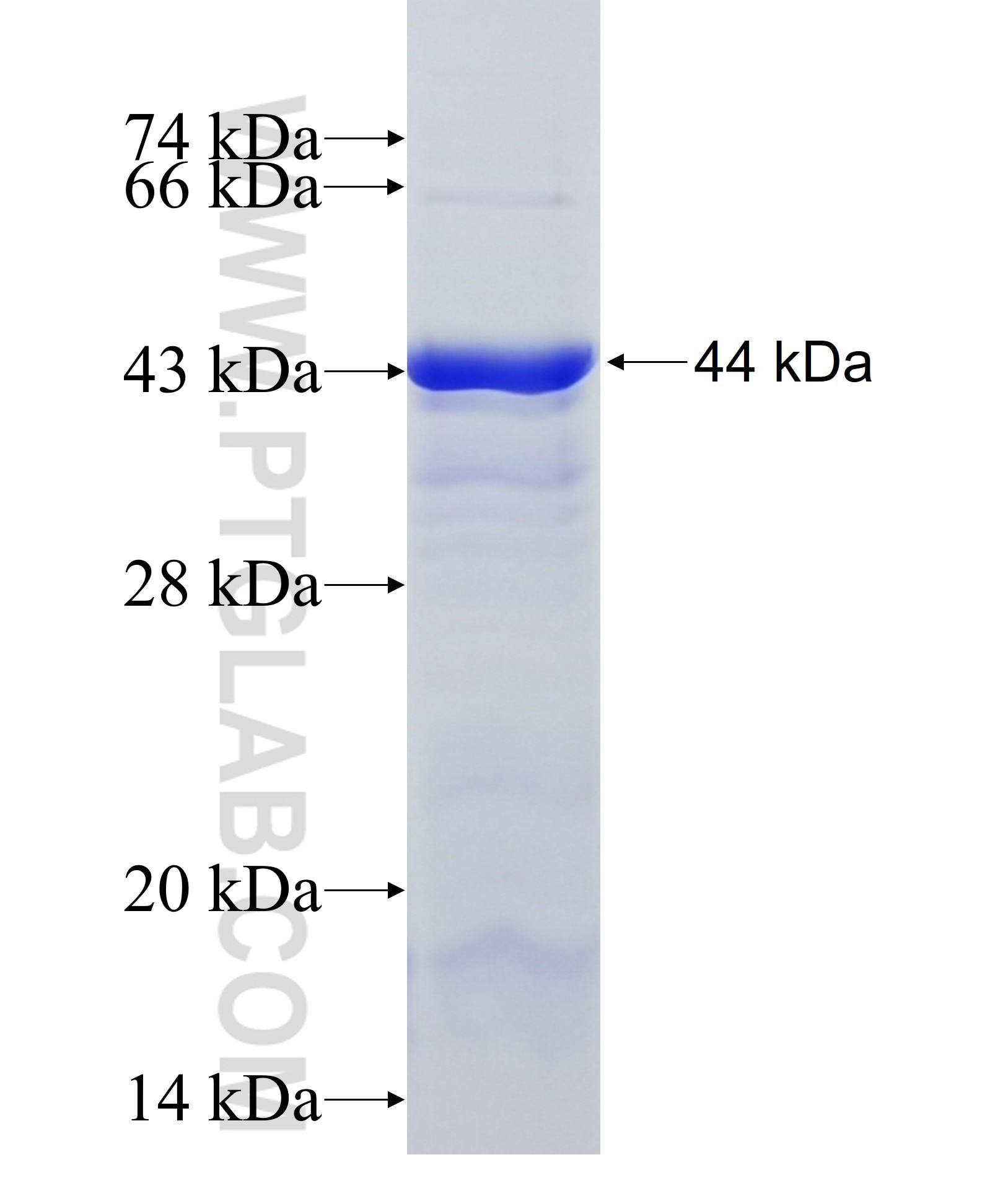 FPGS fusion protein Ag36736 SDS-PAGE FPGS fusion protein Ag36736 SDS-PAGE