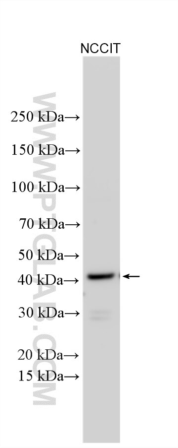 WB analysis using 26164-1-AP (same clone as 26164-1-PBS) Western Blot (WB) analysis of various lysates using FPR1 Polyclonal antibody (26164-1-AP)