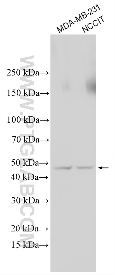 WB analysis using 26164-1-AP (same clone as 26164-1-PBS) Western Blot (WB) analysis of various lysates using FPR1 Polyclonal antibody (26164-1-AP)
