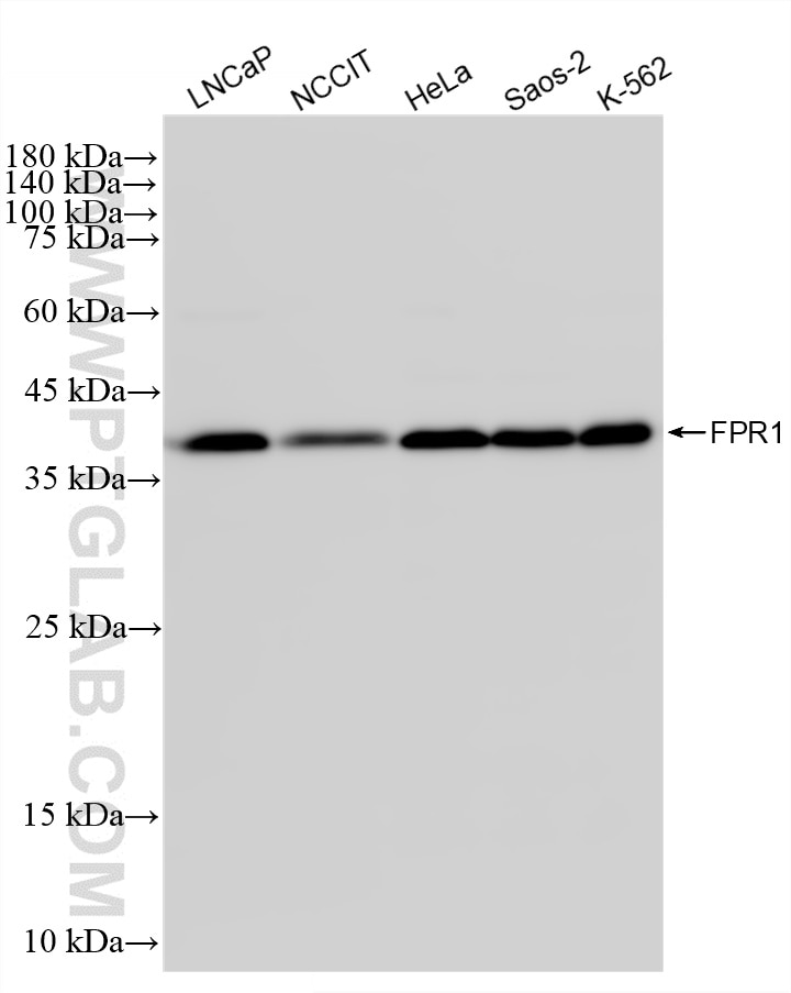 Various lysates were subjected to SDS PAGE followed by western blot with 87473-1-RR (FPR1 antibody) at dilution of 1:2000 incubated at room temperature for 1.5 hours. Western Blot (WB) analysis of various lysates using FPR1 Recombinant monoclonal antibody (87473-1-RR)