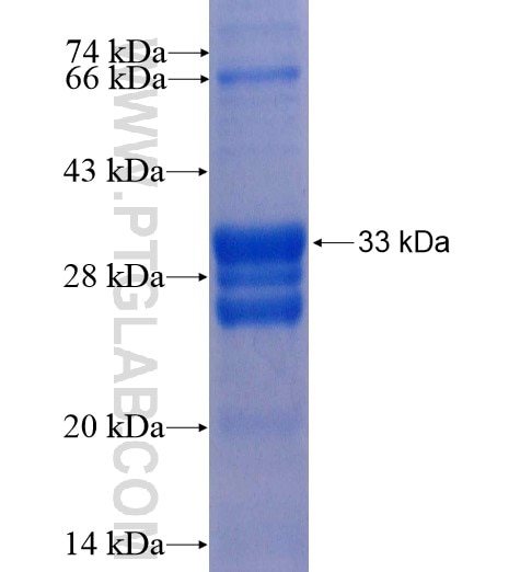FPR1 fusion protein Ag14063 SDS-PAGE