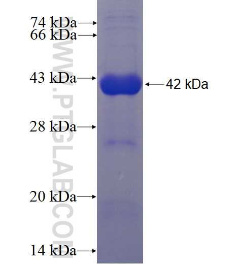 FPR2 fusion protein Ag4282 SDS-PAGE