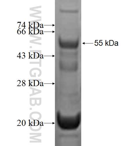 FRAG1 fusion protein Ag1187 SDS-PAGE