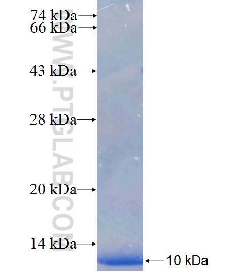 FRAT2 fusion protein Ag24997 SDS-PAGE