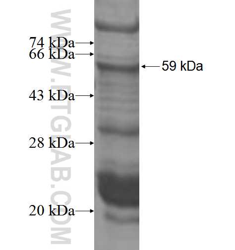 FREM1 fusion protein Ag3617 SDS-PAGE