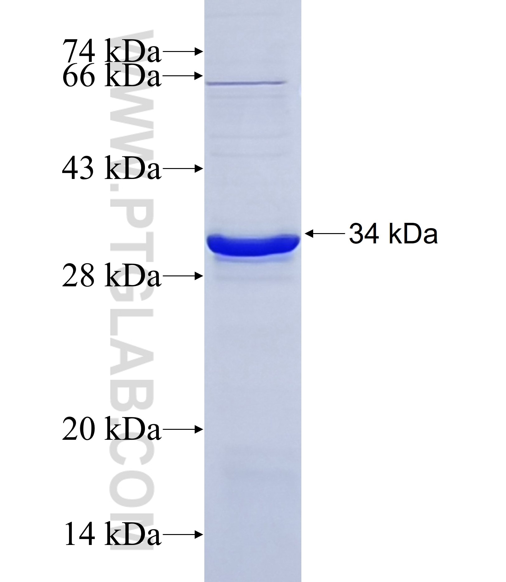 FREM2 fusion protein Ag37152 SDS-PAGE FREM2 fusion protein Ag37152 SDS-PAGE