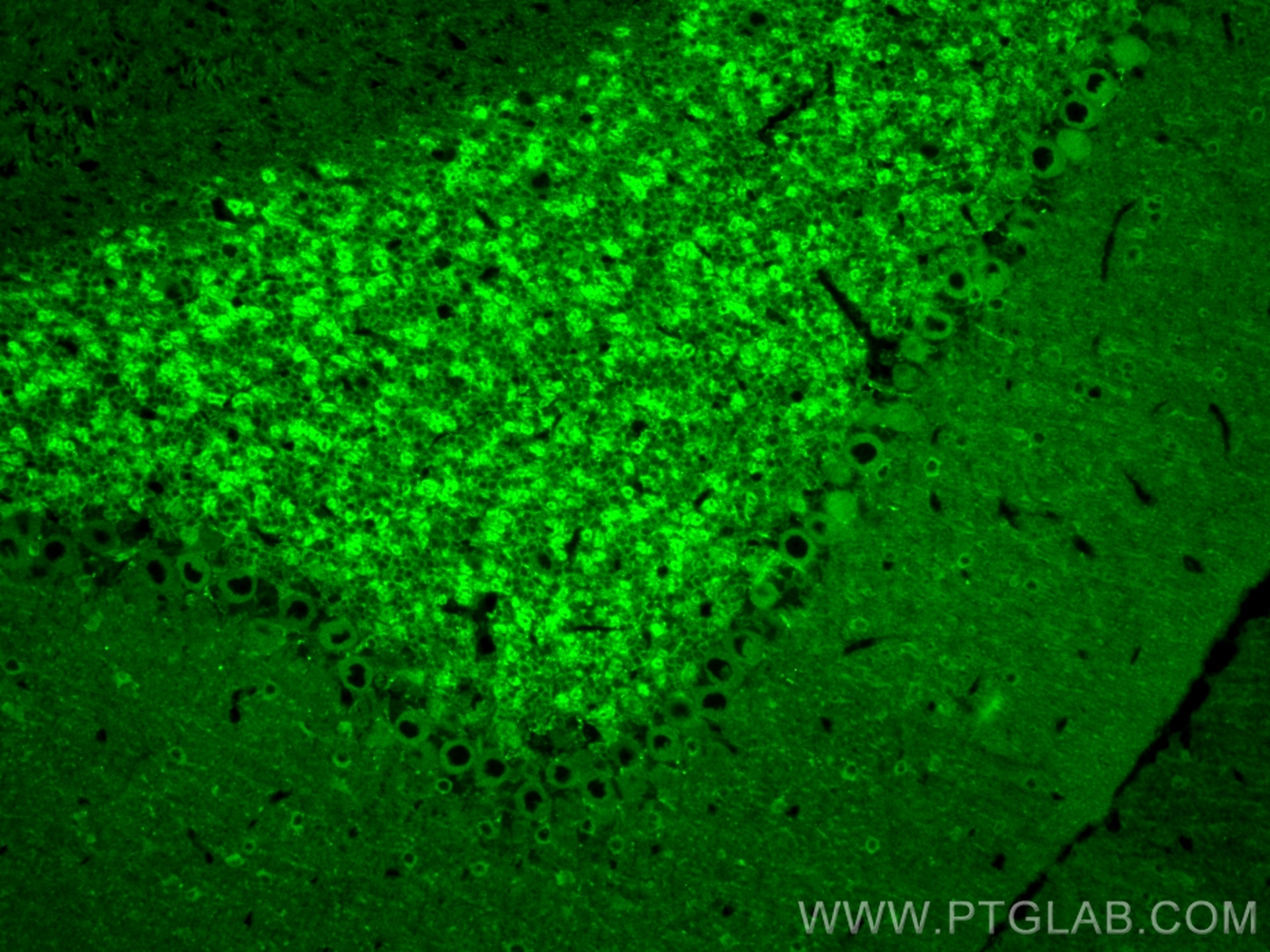 Immunofluorescence (IF) / fluorescent staining of mouse cerebellum tissue using NCS1 Polyclonal antibody (10506-2-AP)