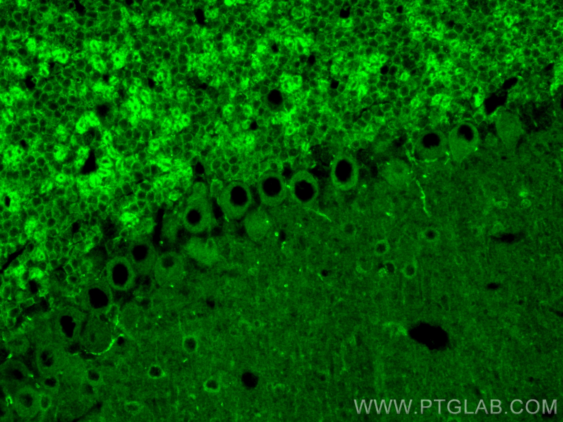 Immunofluorescence (IF) / fluorescent staining of mouse cerebellum tissue using NCS1 Polyclonal antibody (10506-2-AP)