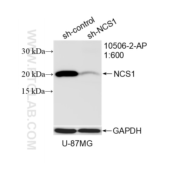 WB result of NCS1 antibody (10506-2-AP; 1:600; incubated at room temperature for 1.5 hours) with sh-Control and sh-NCS1 transfected U-87 MG cells. Western Blot (WB) analysis of U-87 MG cells using NCS1 Polyclonal antibody (10506-2-AP)