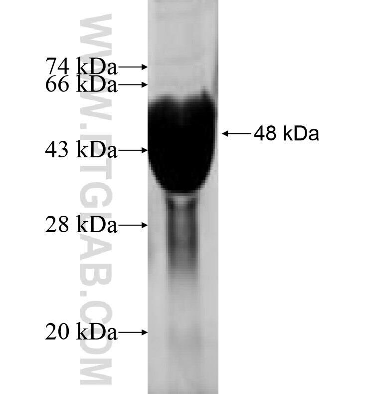 FREQ fusion protein Ag0784 SDS-PAGE