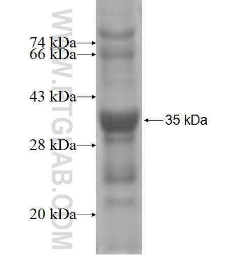 FRG1 fusion protein Ag6163 SDS-PAGE