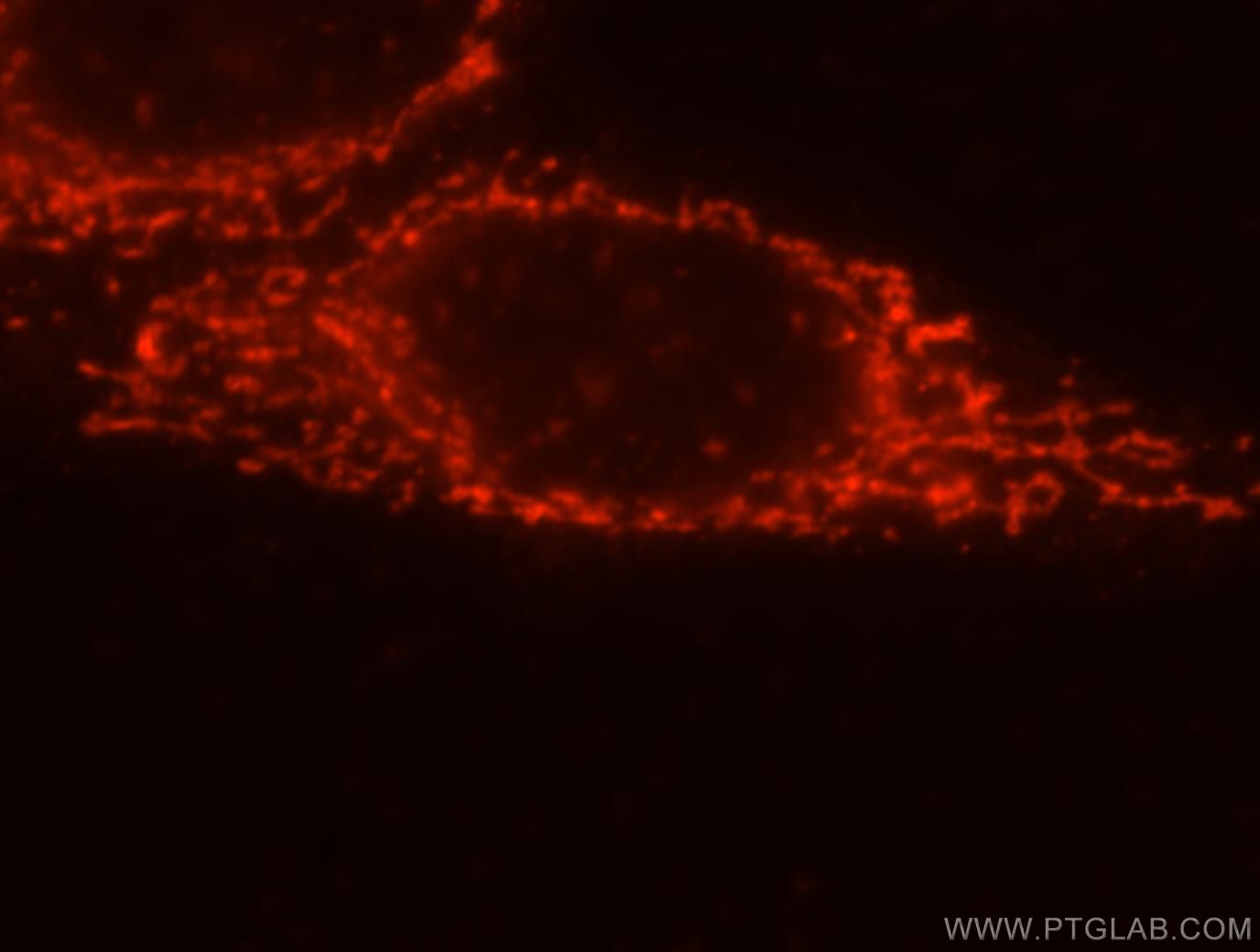 Immunofluorescence (IF) / fluorescent staining of HepG2 cells using FRK Polyclonal antibody (16197-1-AP)