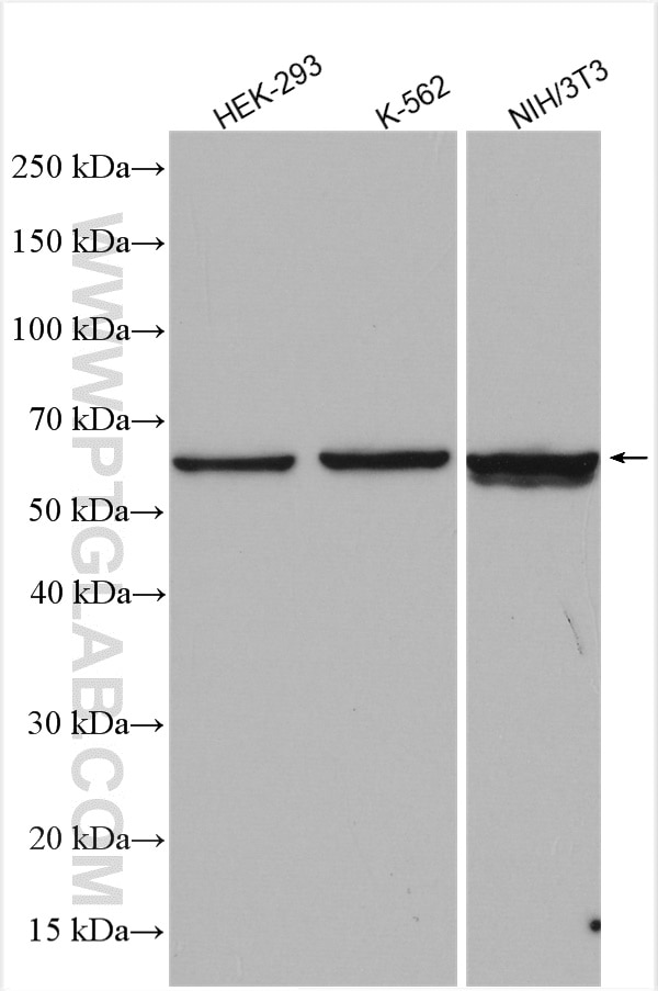 Western Blot (WB) analysis of various lysates using FRK Polyclonal antibody (16197-1-AP)