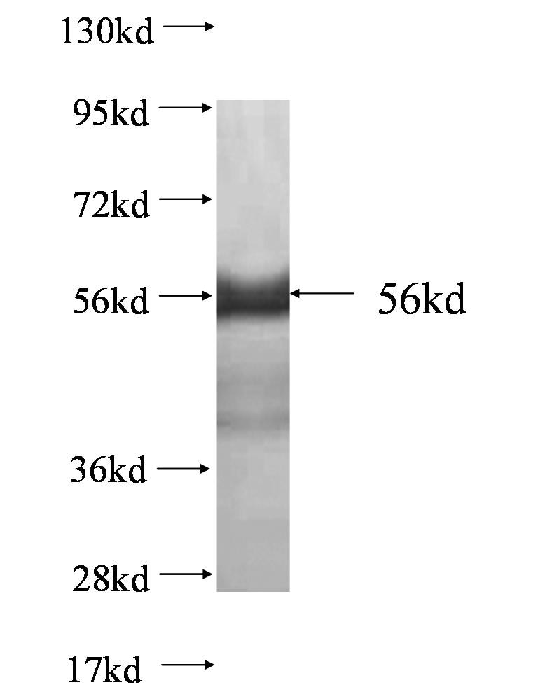 FRK fusion protein Ag0510 SDS-PAGE