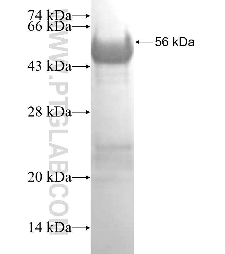 FRK fusion protein Ag0510 SDS-PAGE