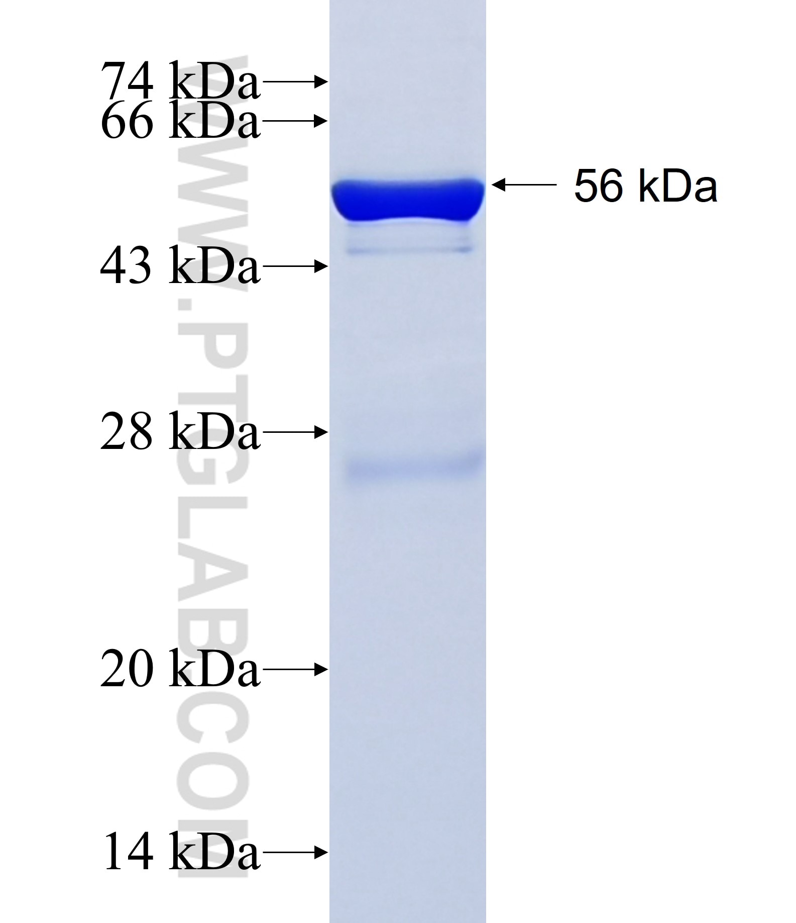 FRK fusion protein Ag10024 SDS-PAGE