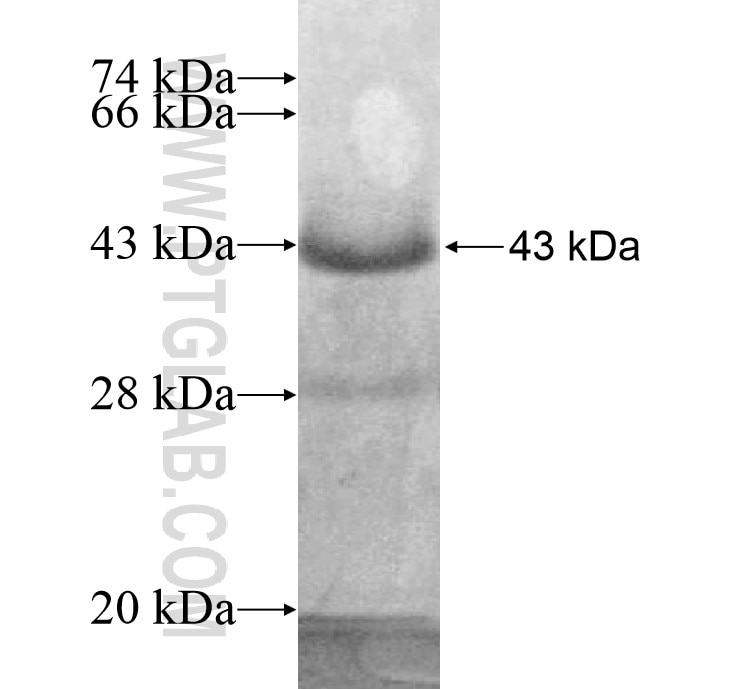 FRMD3 fusion protein Ag13230 SDS-PAGE
