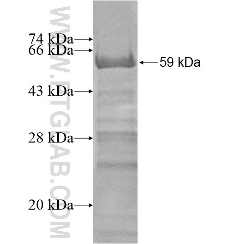 FRMD3 fusion protein Ag13235 SDS-PAGE